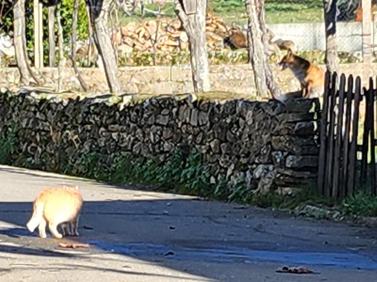 El zorro, a la derecha, observa al gato en una calle de San Pedro de las Herrerías