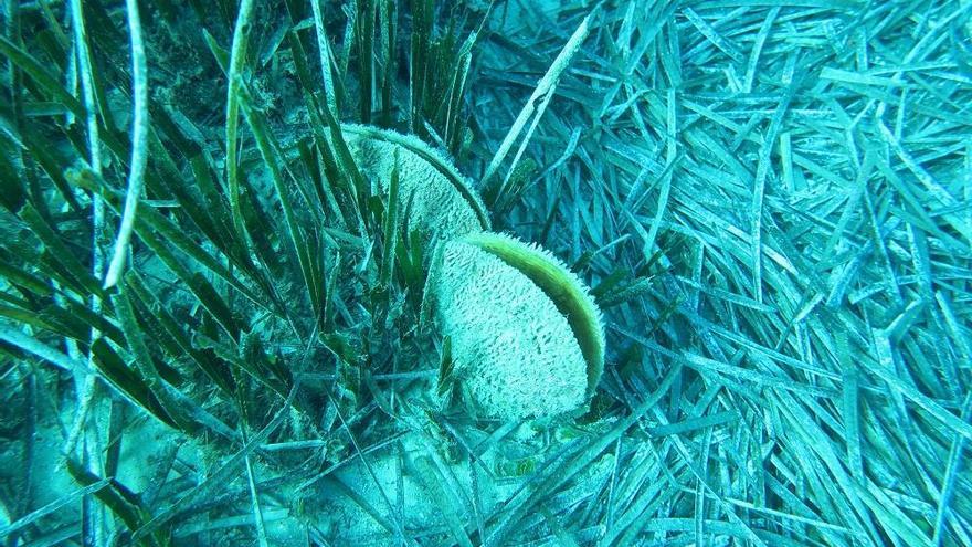 En marcha el banco de especies del Mar Menor para conservar la fauna