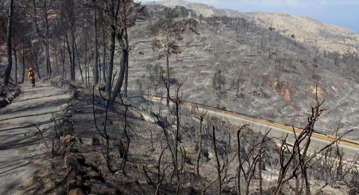 Archivbild: So sah das verbrannte Gelände um Andratx nach dem verheerenden Waldbrand im Sommer 2013 aus