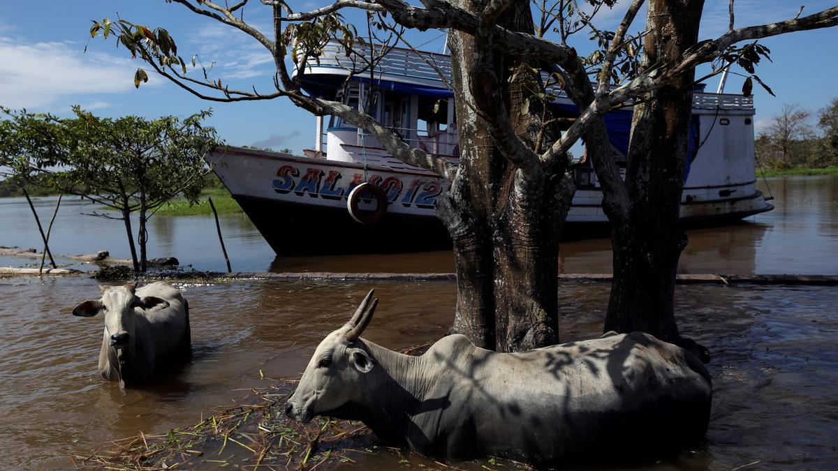 Paso de ganado a orillas del río Solimoes, en el Amazonas.