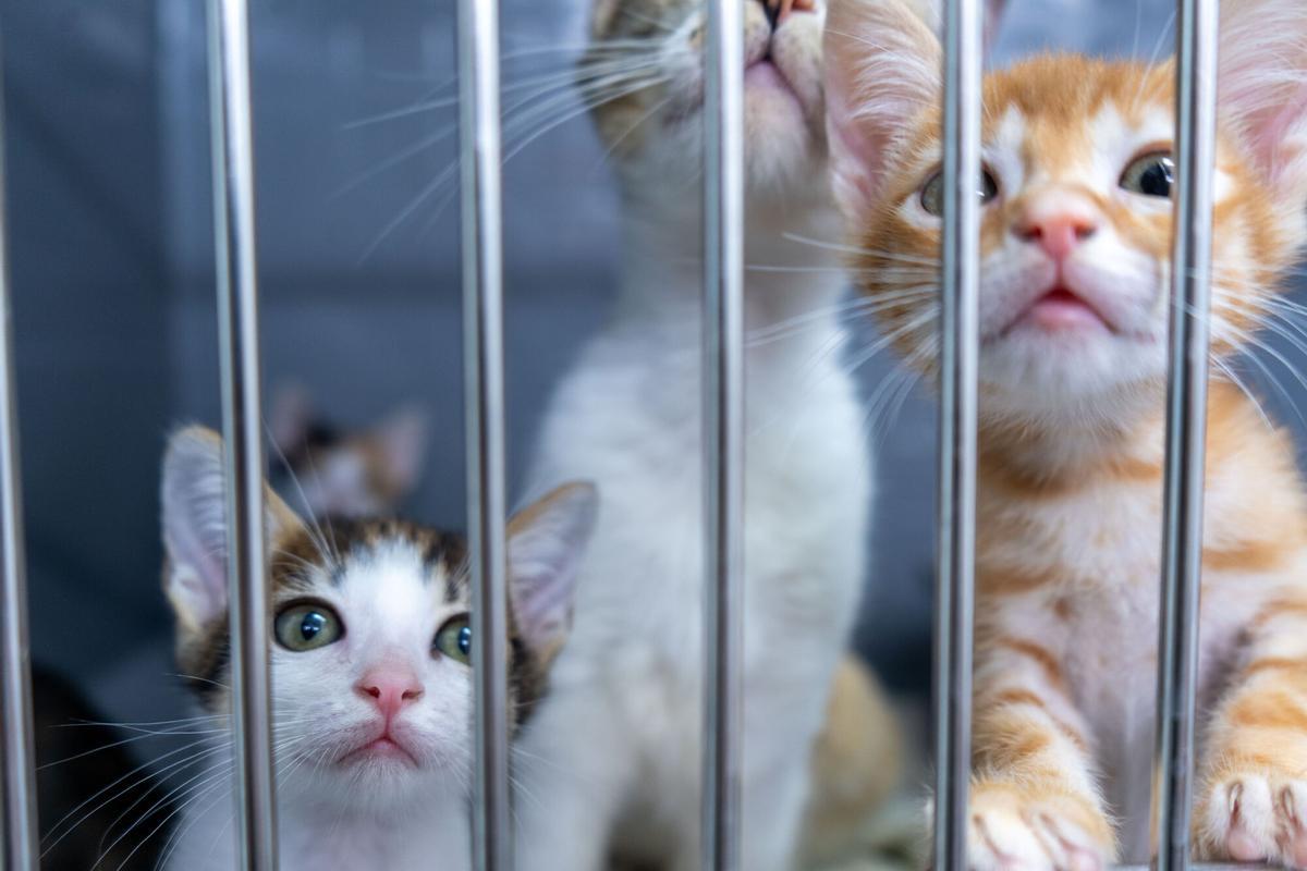 Badalona crearà el primer refugi municipal de gats de la ciutat per reubicar les colònies felines de la Serralada de Marina