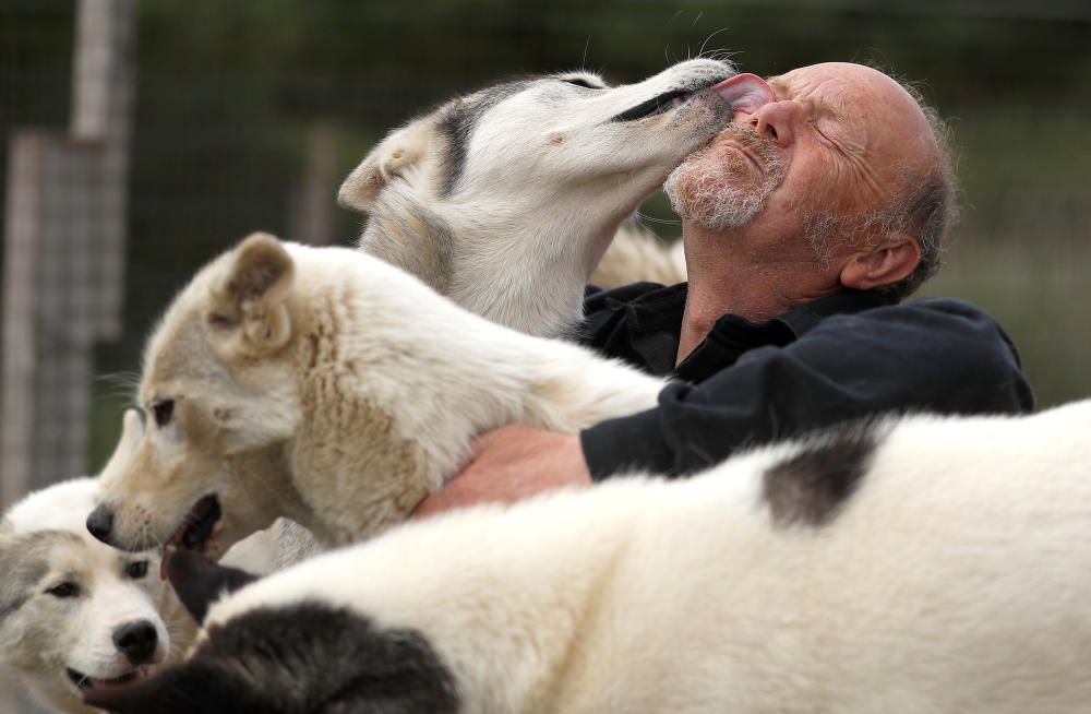 Siberian Husky breeder Stephen Biddlecombe sits ...