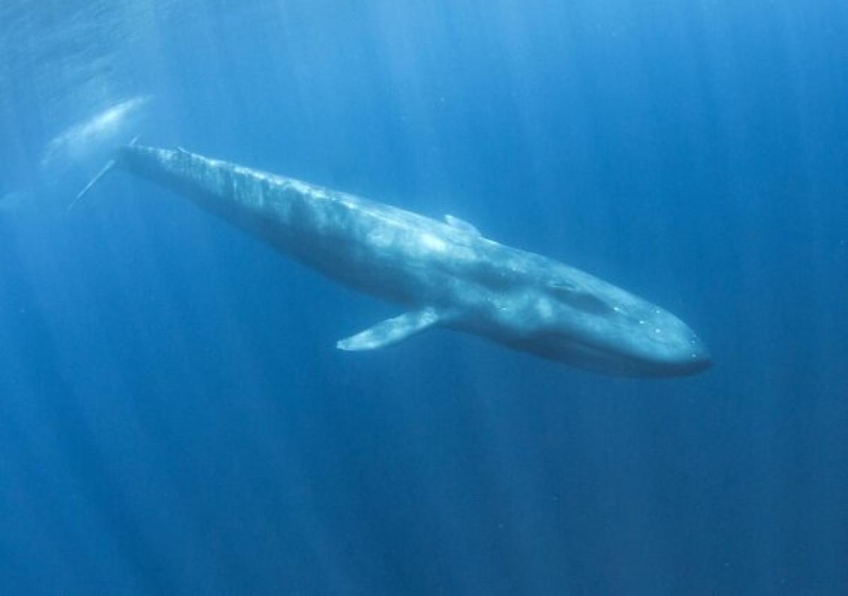 Un ejemplar de ballena azul pigmeo