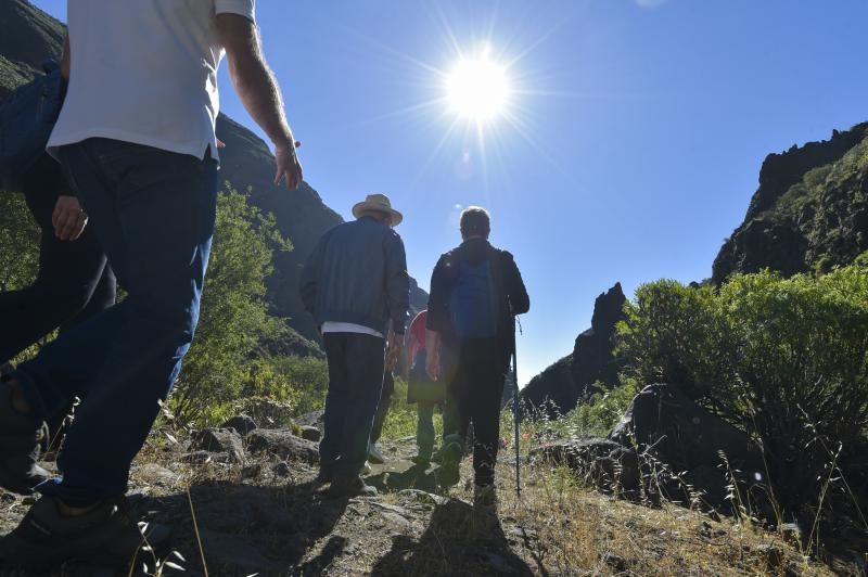 Inauguración del camino de las bestias en Ingenio