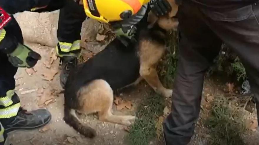 Rescatan a un pastor alemán en Dénia