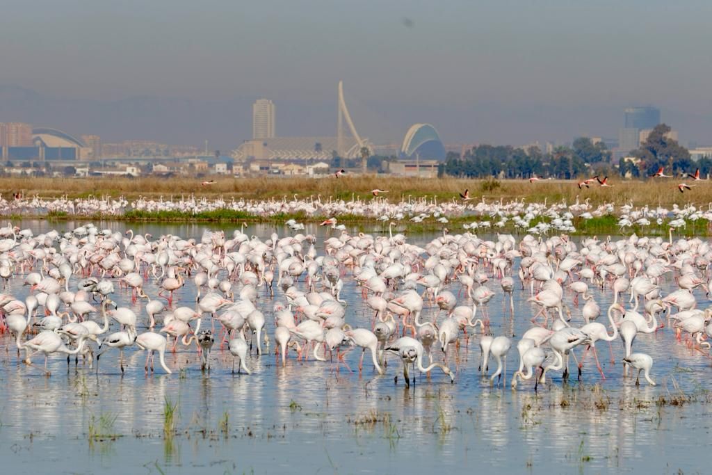 Los flamecos vuelven a teñir de rosa L ´Albufera