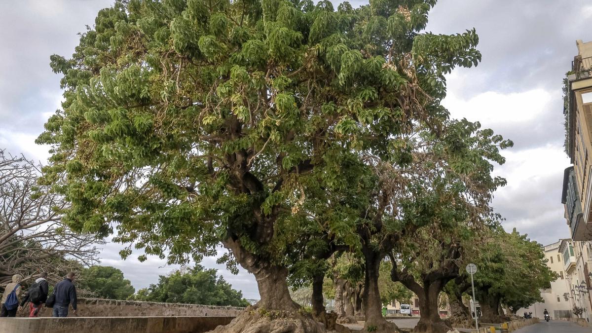 Werden abgeholzt: die Ombubäume auf Palmas Stadtmauer.