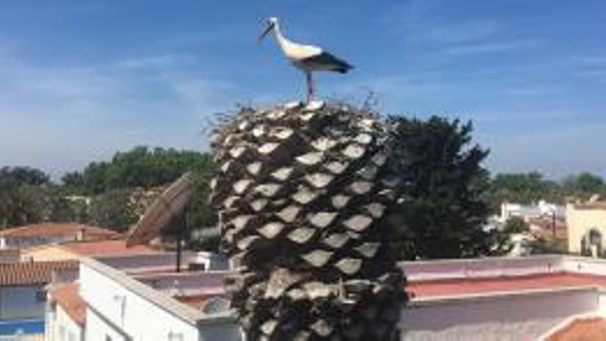 Castelló localitza un niu de cigonya dalt d&#039;una palmera al centre d&#039;Empuriabrava