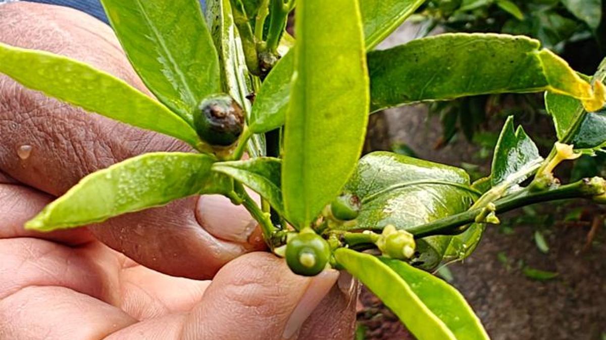 Daños del pedrisco del pasado sábado en los cítricos.