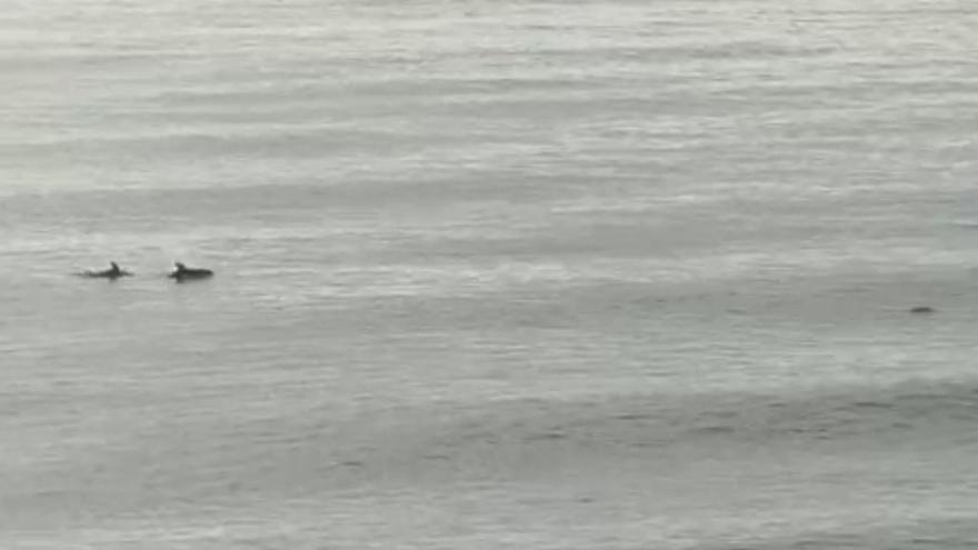 Vídeo: Un grupo de delfines disfruta de la calmada playa de Benicàssim