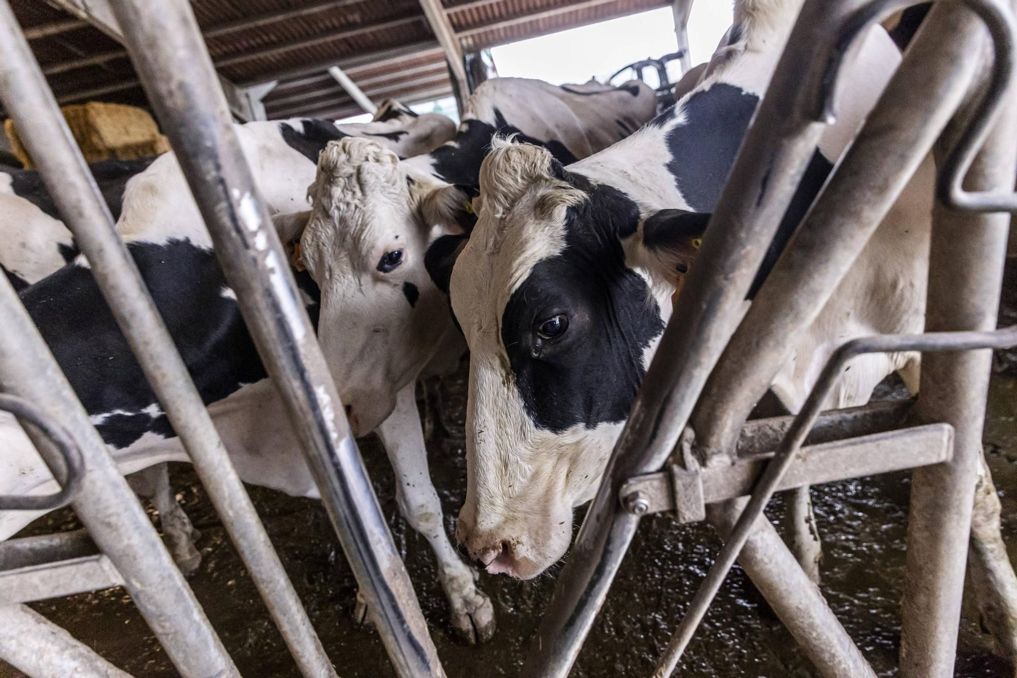 En imágenes | Un viaje por el drama de las vacas de Tineo