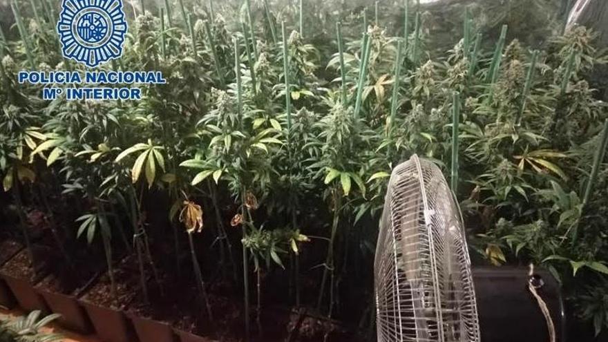 Detenido un vecino de Moreras con una plantación de marihuana en un piso