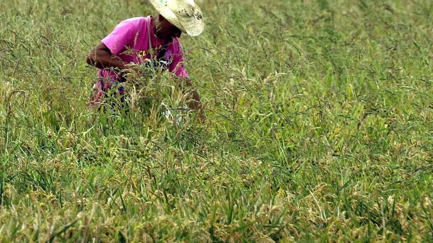 El arroz importado de Asia hunde la cosecha valenciana