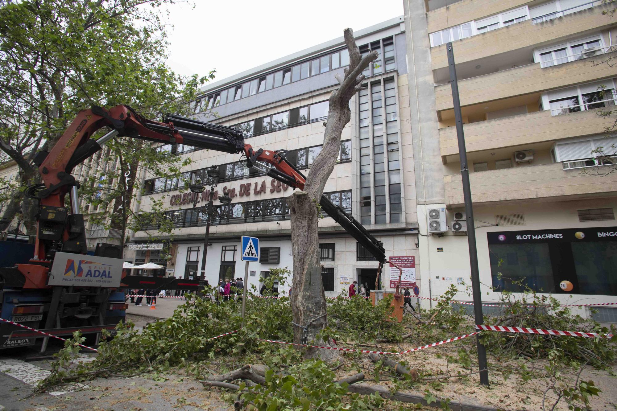 Talan cinco plataneros de grandes dimensiones en mal estado en la Albereda de Xàtiva