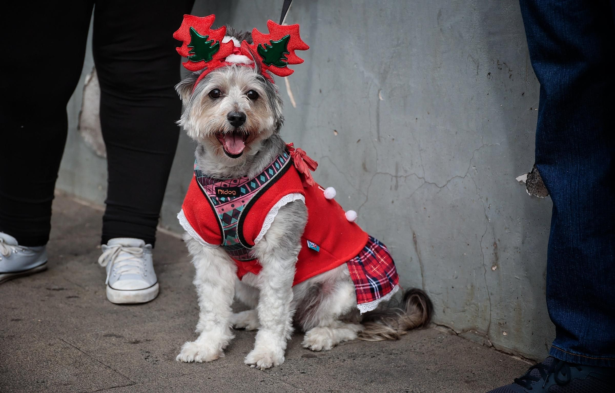 Feria de la Adopción Responsable de Animales de Compañía
