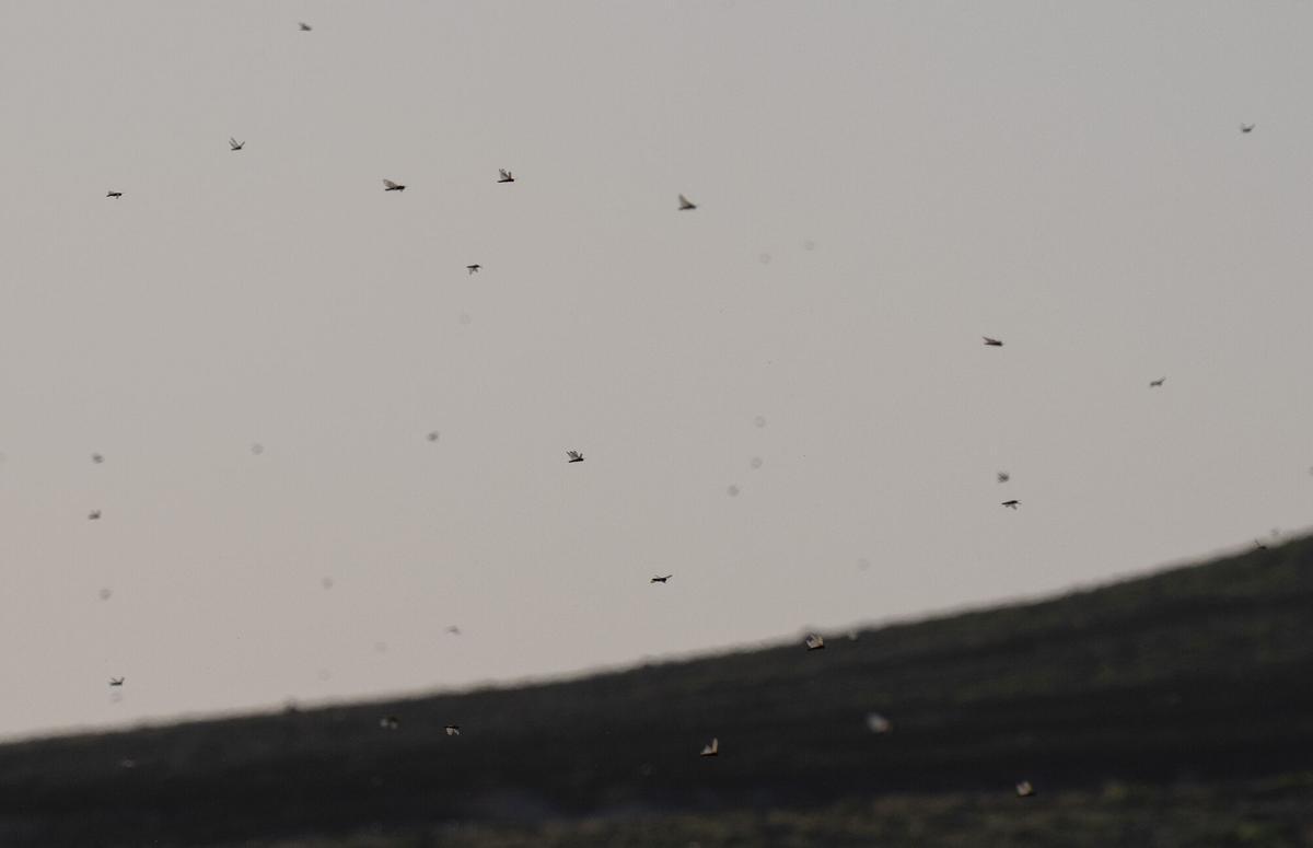 Ejemplares de langosta africana en Caleta de Famara (Lanzarote)