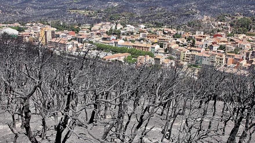 La gestió dels boscos, mesura clau antiincendis