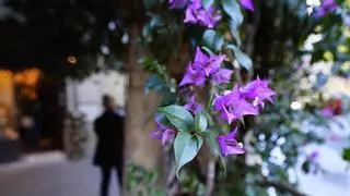 La preciada buganvilla de la Rambla de Catalunya se salva de la tala gracias a sus vecinos