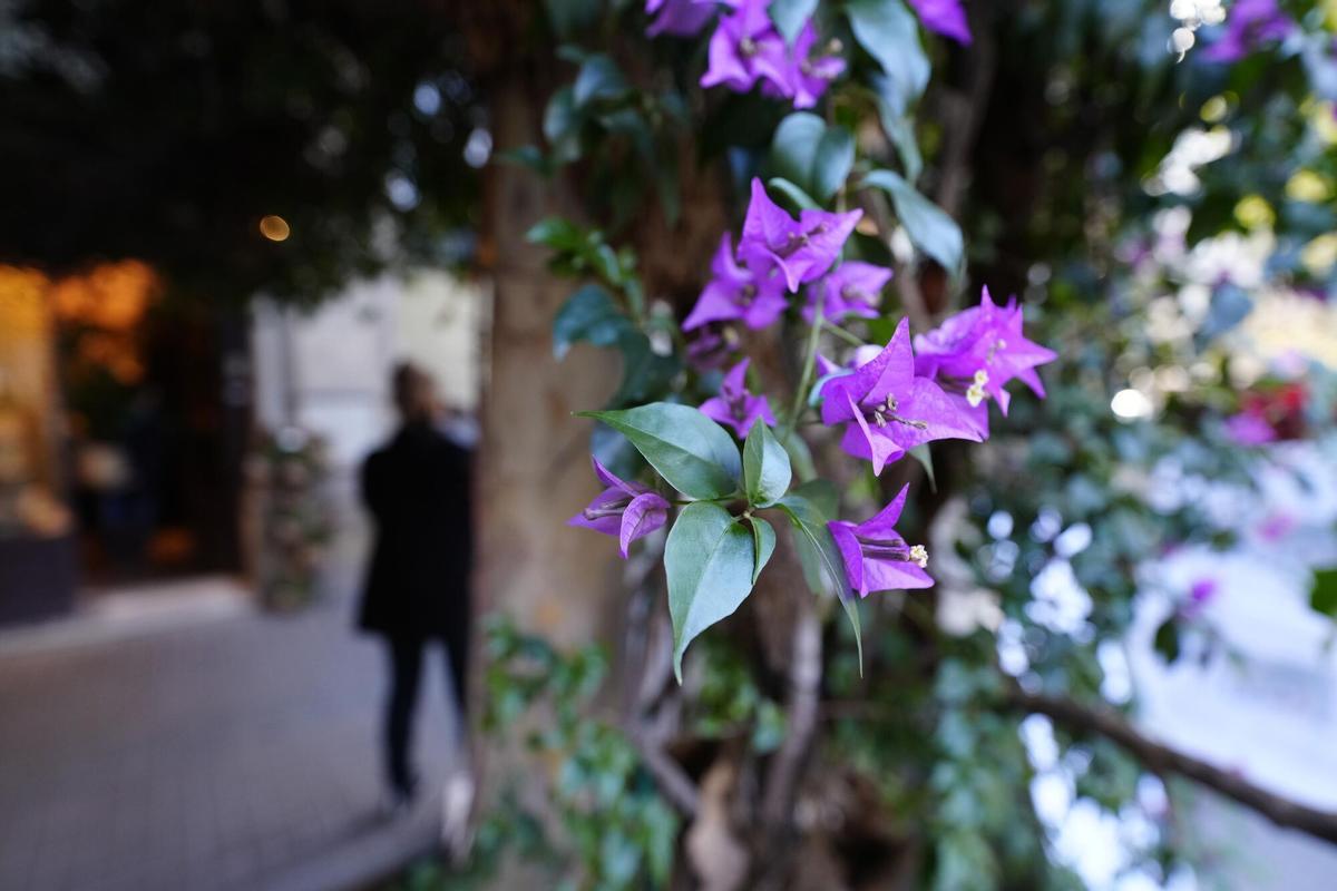 Barcelona 18/12/2024 Recogida de firmas para salvar la buganvilla gigante frente a la floristería María Ponsa , Rambla Catalunya ,124, que Parques y Jardines pretende talar tras el último temporal de viento Fotografía de Ferran Nadeu