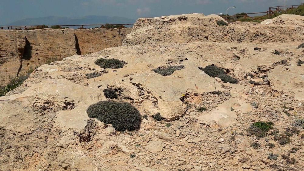 El Ayuntamiento incrementa la protección de es Carnatge