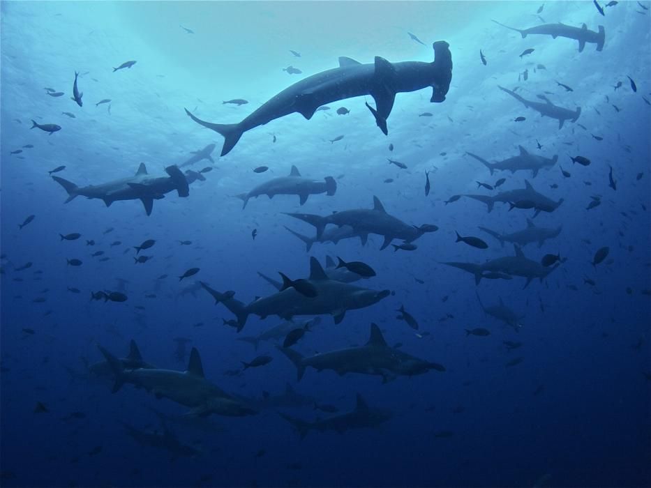 Pelayo Salinas, un asturiano en el santuario marino de las islas Galápagos