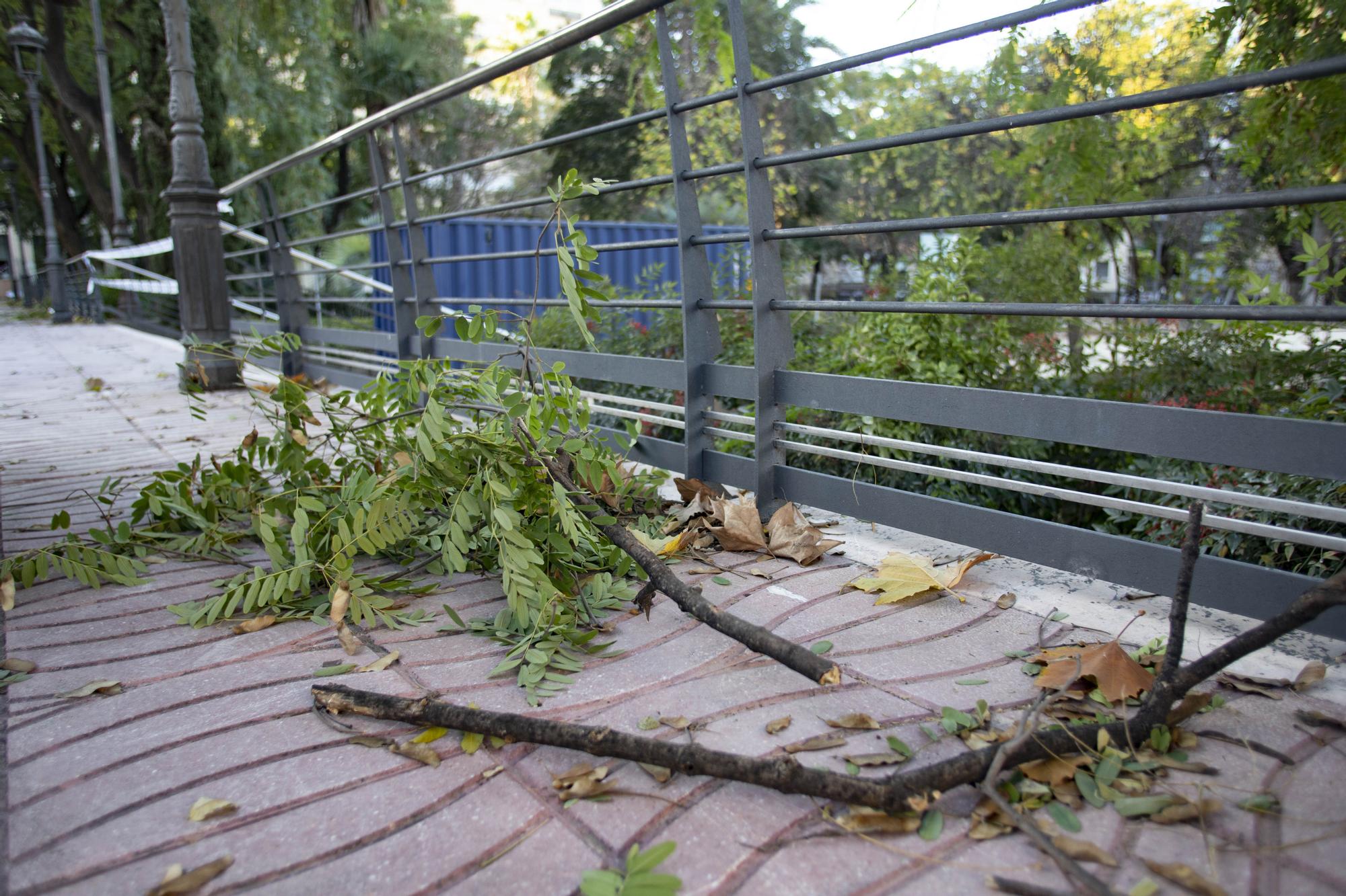 El viento causa varios incidentes en Xàtiva y Ontinyent