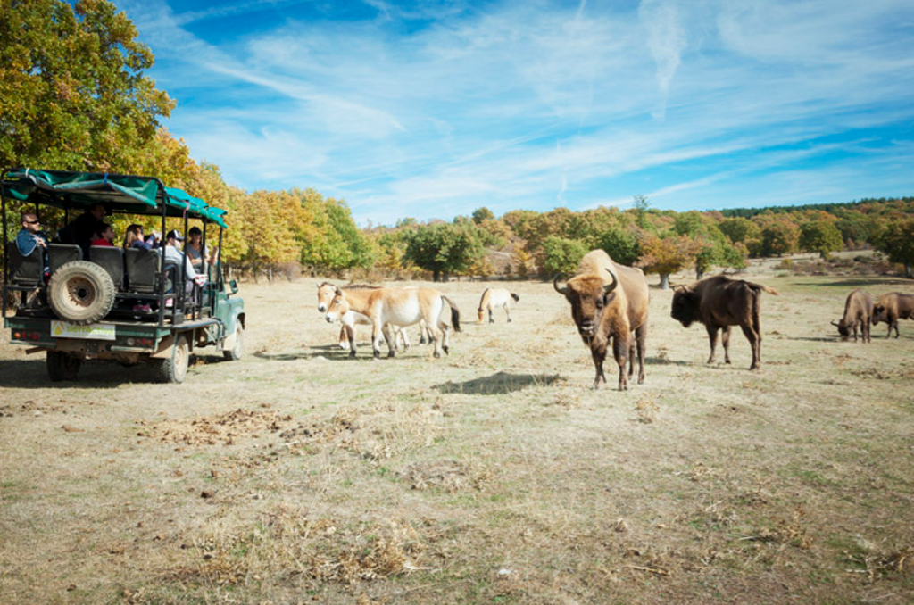 El safari burgalés nos enseña los fósiles y las réplicas de los animales más antiguos encontrados en la región