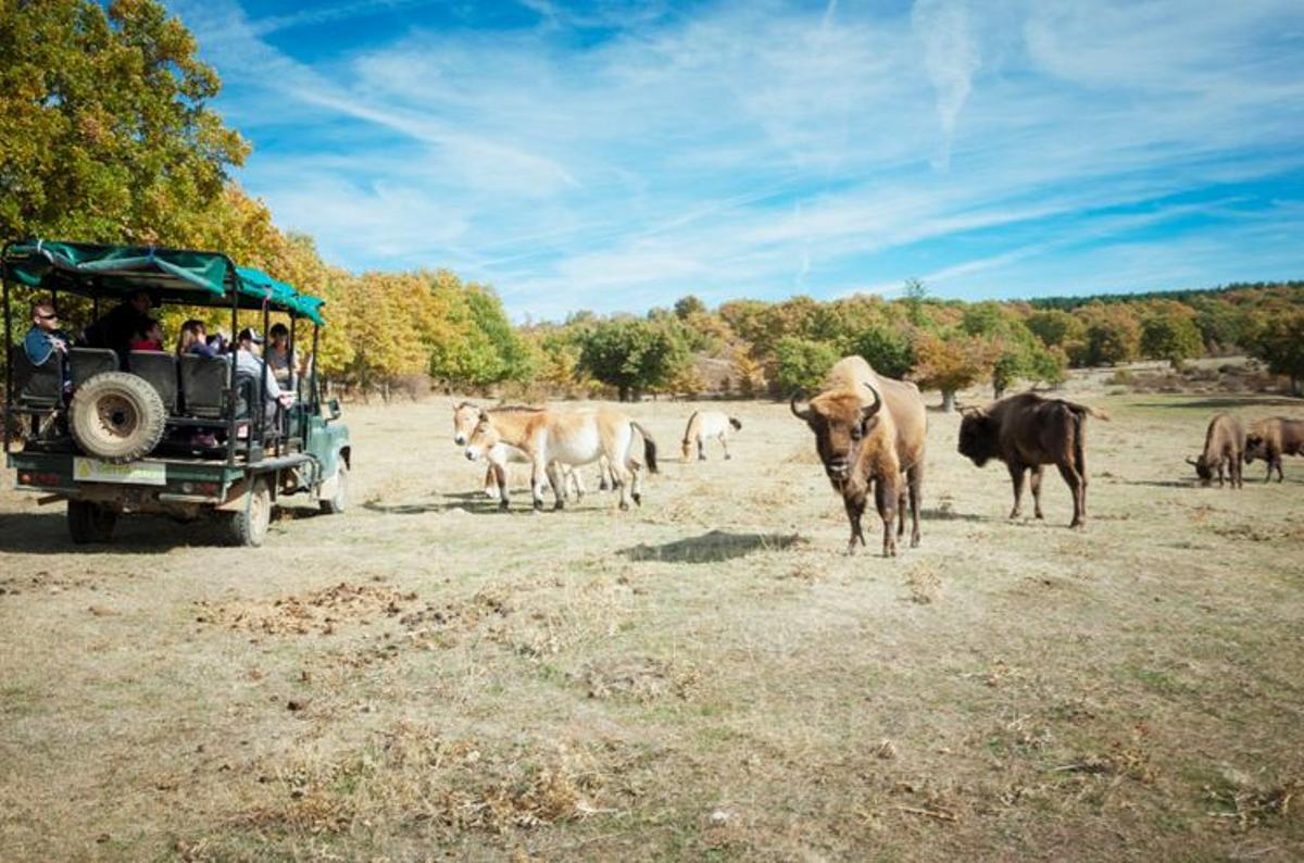 Safari del paleolítico, Planes otoñales por Burgos