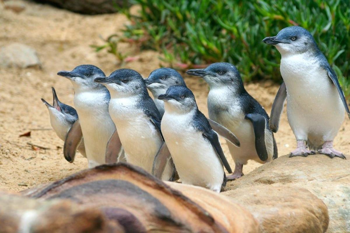 Pingüino azul, en Australia y Nueva Zelanda