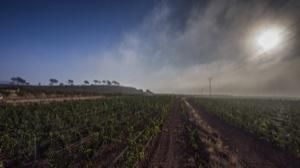 Vinos de Alicante, vinos de primera división