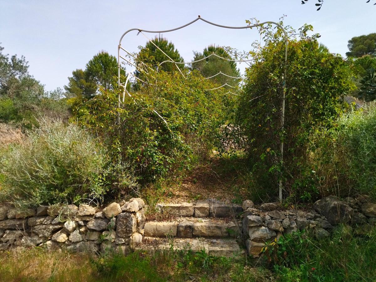 ¿Qué fue del jardín de los lirios de Bèrnia, en Benissa, el más grande de España?