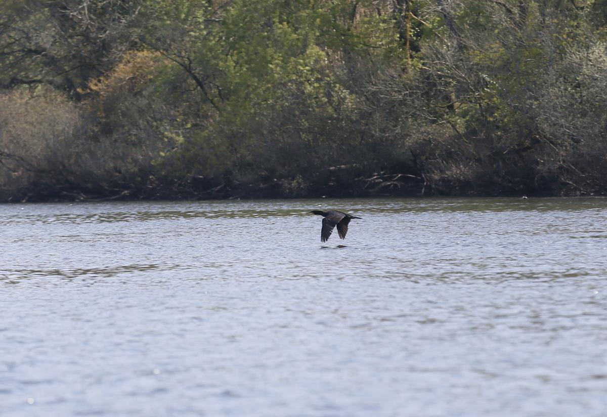 Cormorán en el río. | A.G REPORTAJE COMANDANTE NAVAL TUI