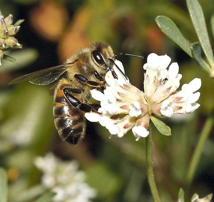 Honigbiene auf der Blüte eines Seidenbacken-Klees.