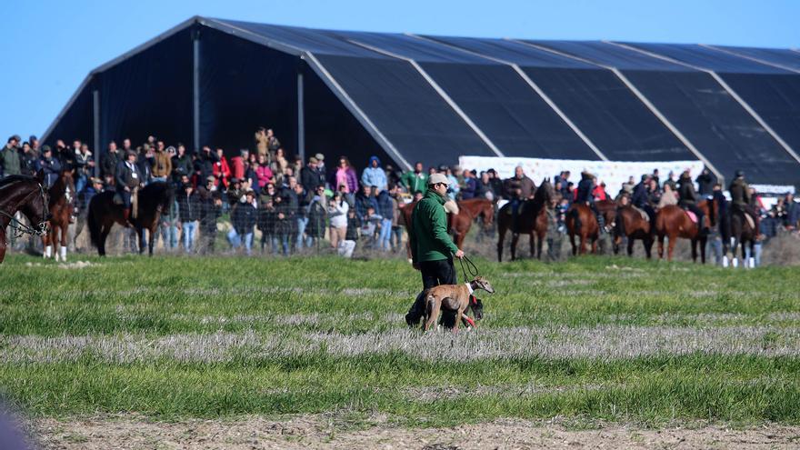 Cagona, Anita, Edurne y Perdigona, a cuartos de final  del Campeonato de España de Galgos