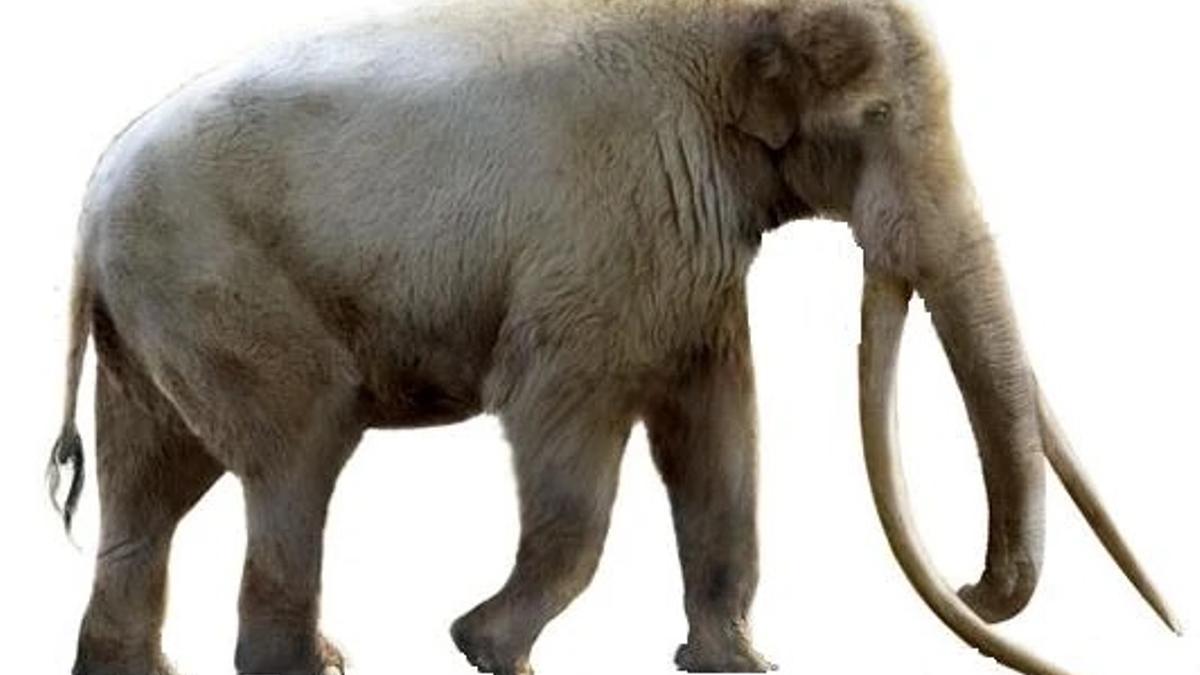 Palaeoloxodon antiquus