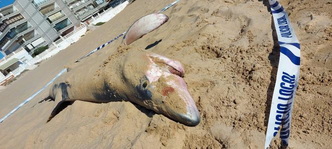 Aparece un tiburón tintorera varado en la playa de Guardamar del Segura