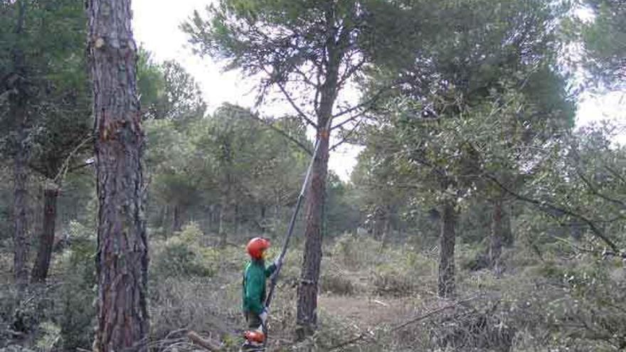 Un operario poda un pino del Monte Raso de Villalpando.