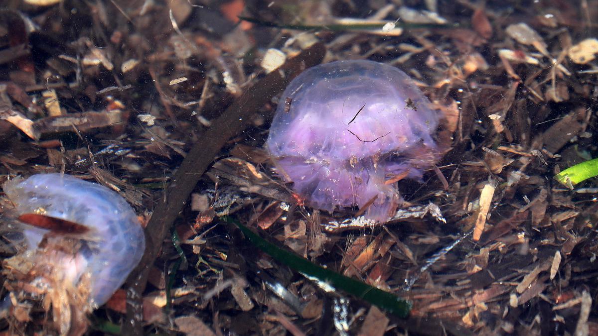 Medusas en La Manga, a principios de abril de este año.