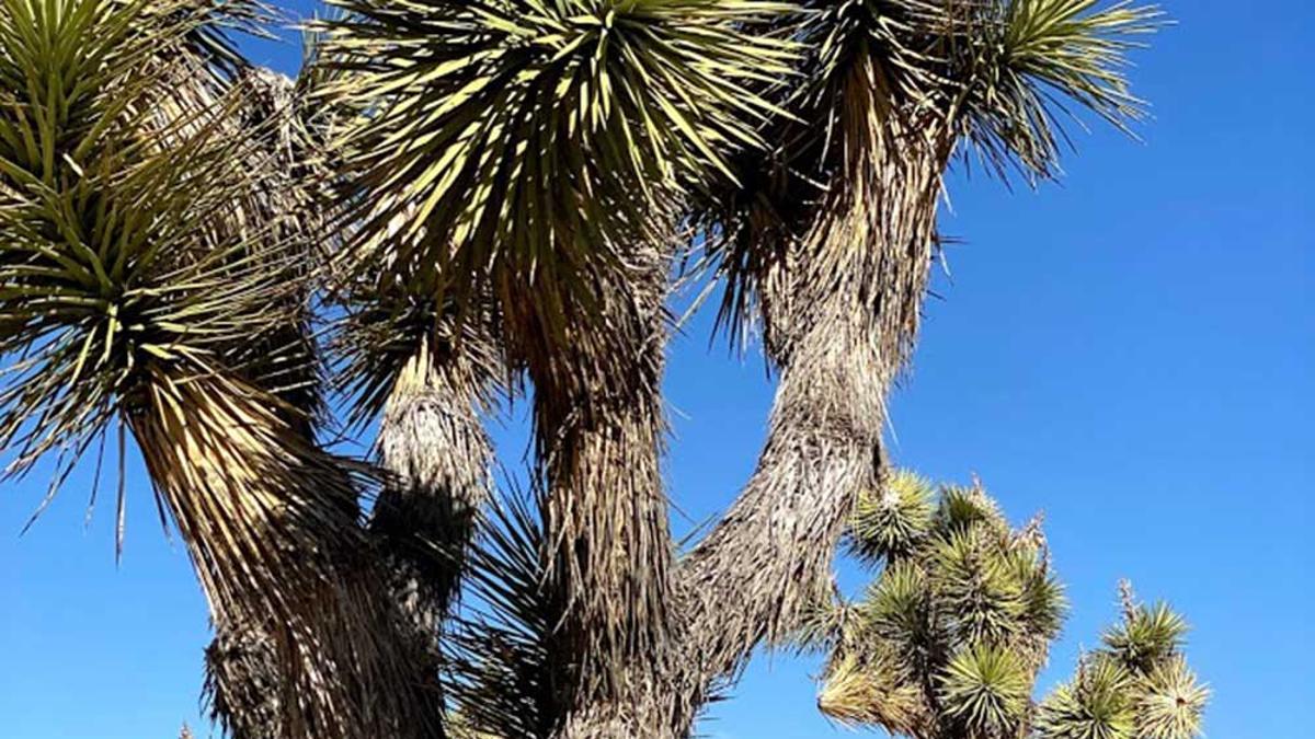 Carmen Raya con bocadillo Cuore en Joshua Tree