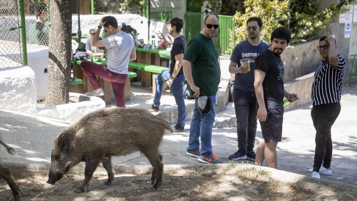 Així entren els senglars fins a la porta de casa teva