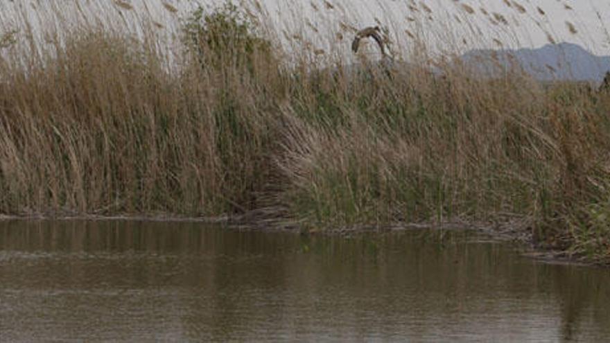 La caída de aportaciones del Xúquer degrada los «ullals» de l'Albufera
