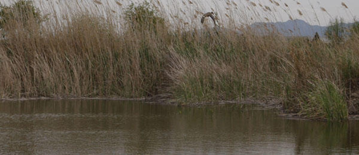 La caída de aportaciones del Xúquer degrada los «ullals» de l'Albufera