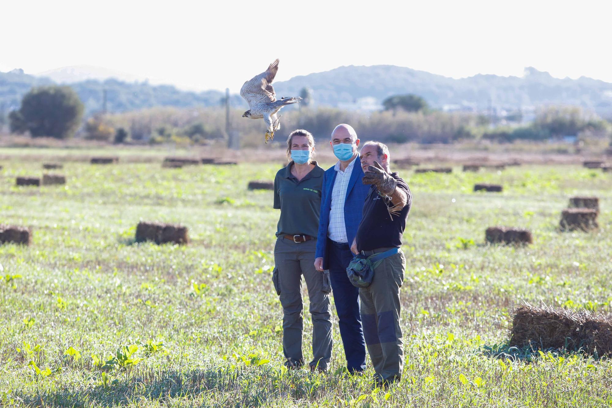 Halcones contra torcaces en Ibiza