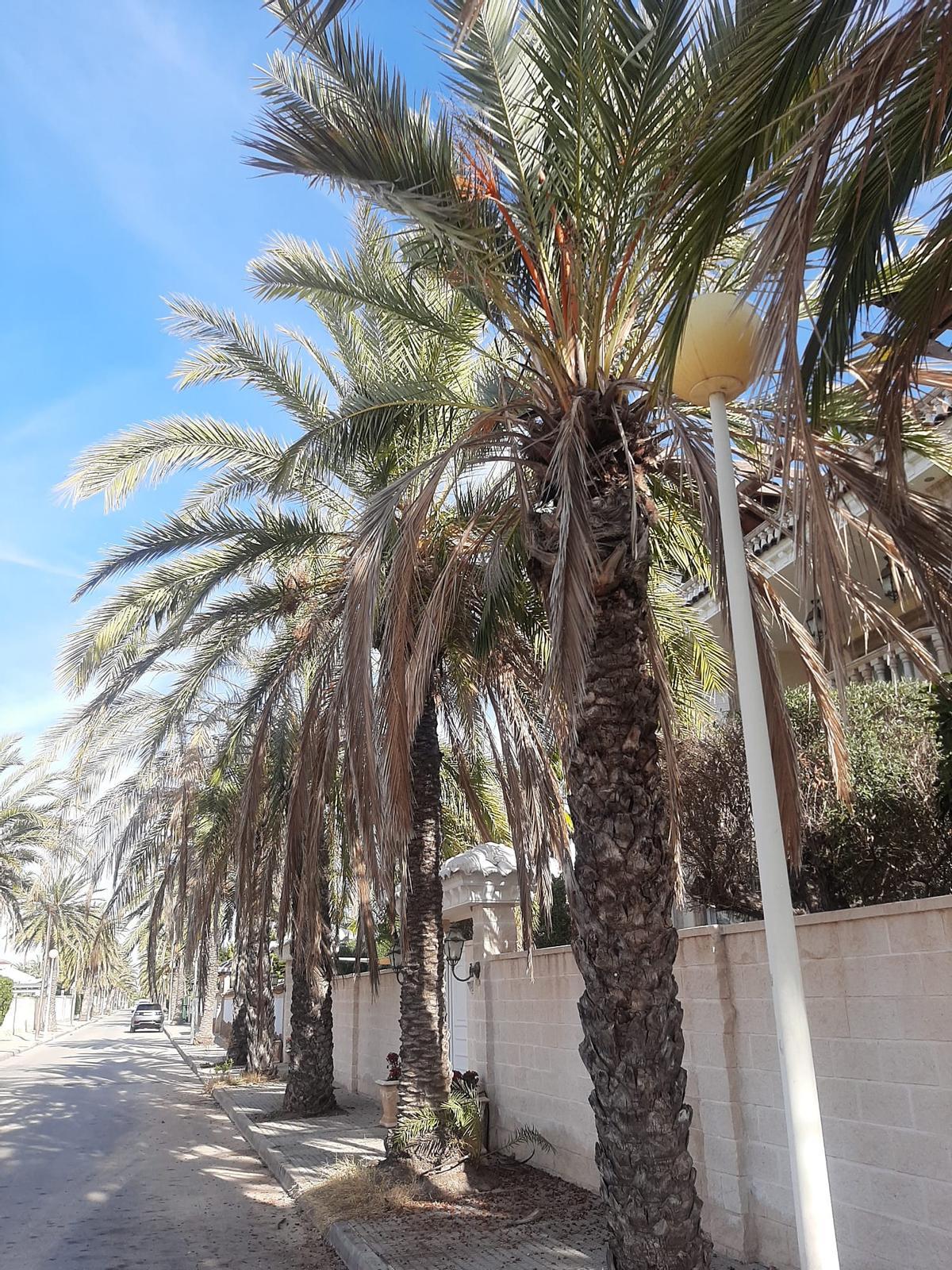 Una calle de Orihuela Costa con todas las palmeras sin podar, dejando esta penosa imagen.