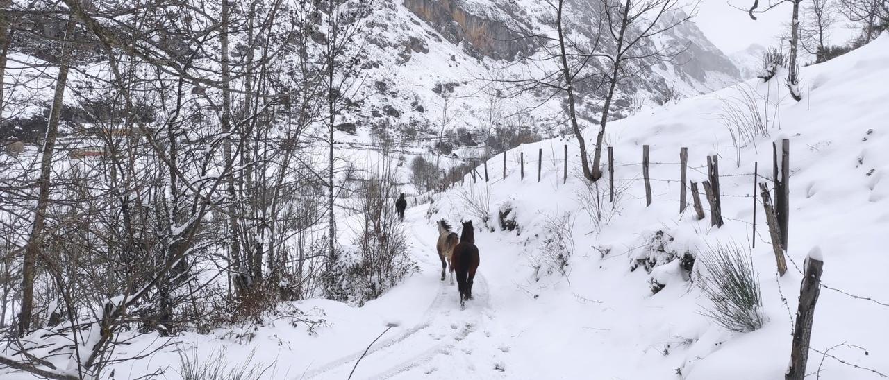 Caballos por la nieve en Somiedo, este sábado.