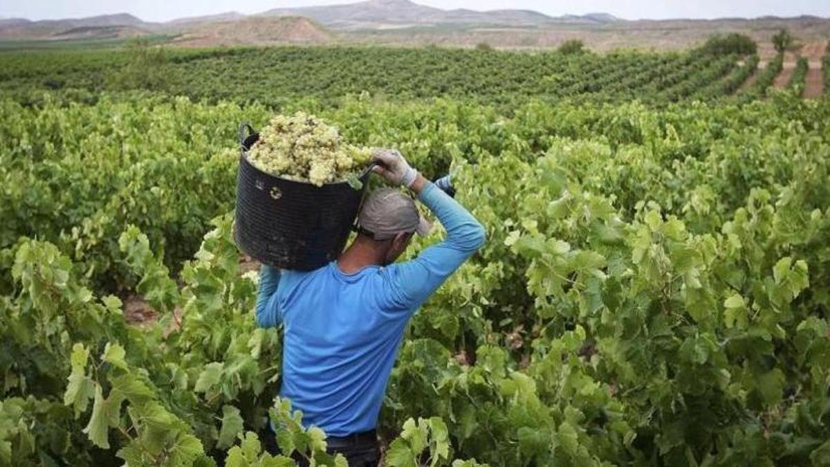 Un trabajador cargando un capazo lleno de uva.
