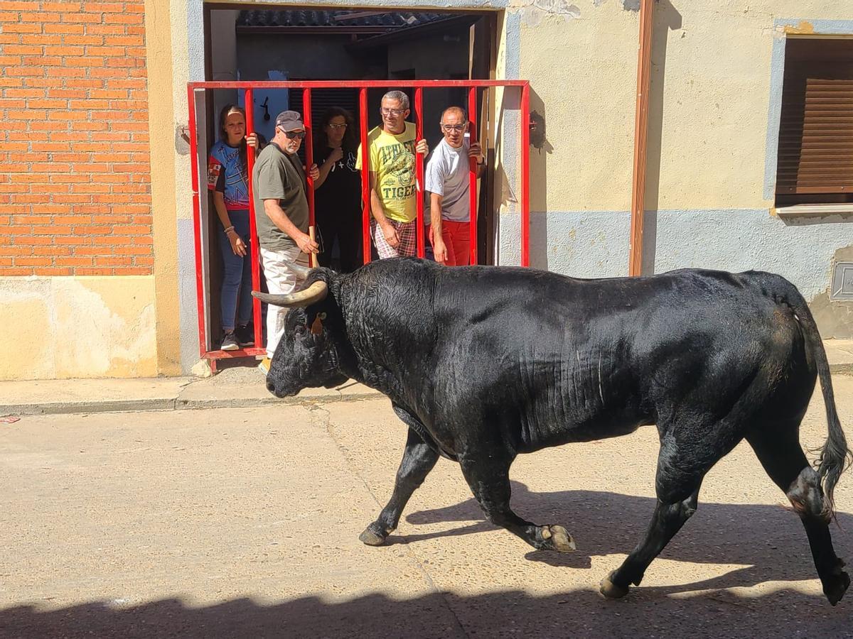 GALERÍA | Morales de Toro vive su primer encierro de las fiestas de San Roque 2024 GALERÍA | Morales de Toro vive su primer encierro de las fiestas de San Roque 2024