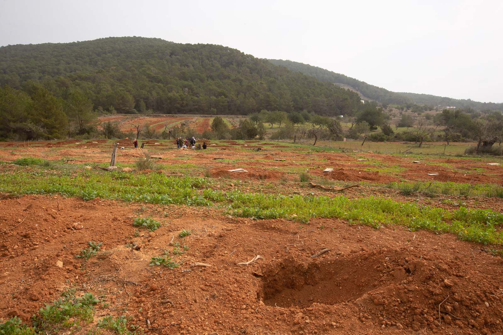 Higos en un bancal abandonado de Ibiza