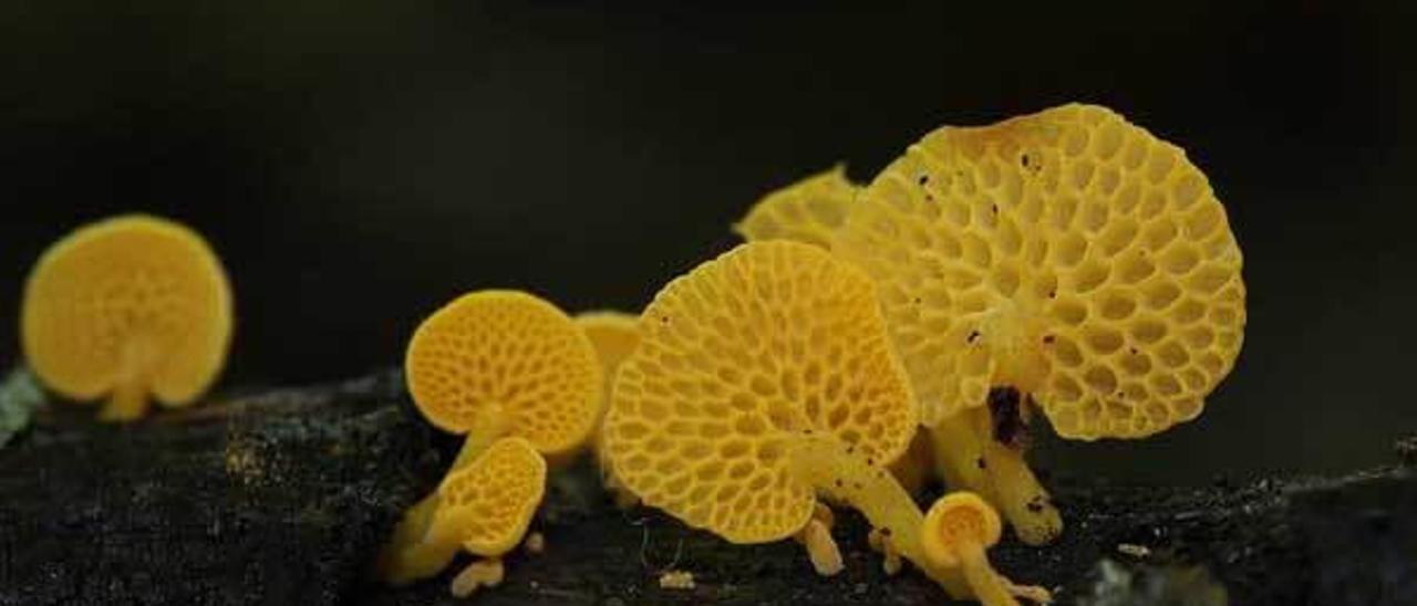 &quot;Favolaschia calocera&quot;, en Piloña.