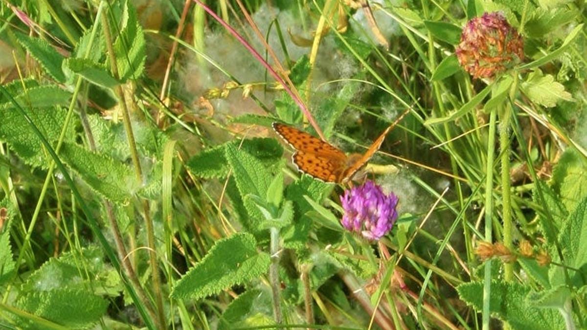 La ruta circular, de diez kilómetros de longitud, es un paraíso para las mariposas.